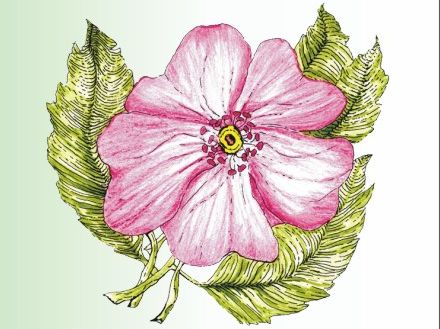 Rosa Mosqueta na zmarszczki, blizny i rozstępy